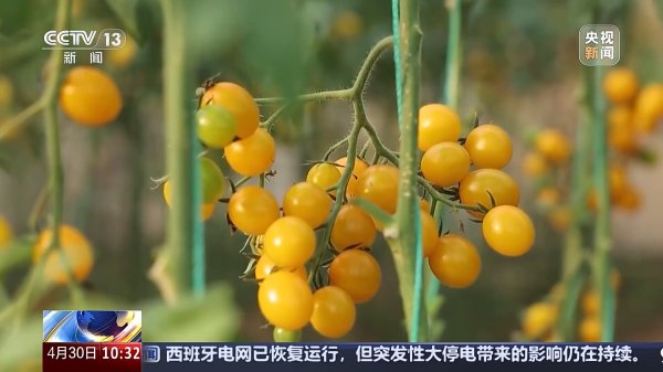 金多多配资 供应充足 品种丰富 价格稳定 五一假期“菜篮子”供应有保障